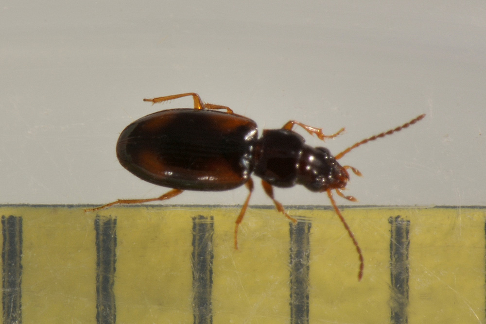 Carabidae:  Paratachys sp.?  No, Tachyura sp.